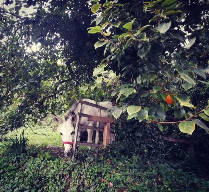 La Casa Di Mo Villa อัลบีโซลา ซูเพริโอเร ภายนอก รูปภาพ